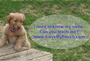 Do dogs know their name? How to teach them. — Dogs are Great Companions