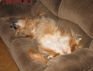 Relaxed Dog