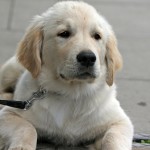 Golden Retriever Puppy Training