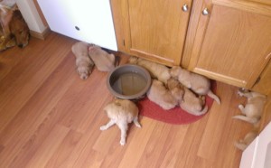 Puppies with mom In the corner resting