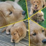 Golden Retriever dog training