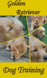 Golden Retriever dog training