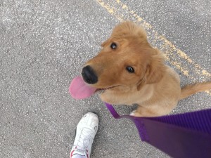 Nole the Golden Retriever taking a walk