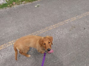 Nola walking on the Findlay bike path