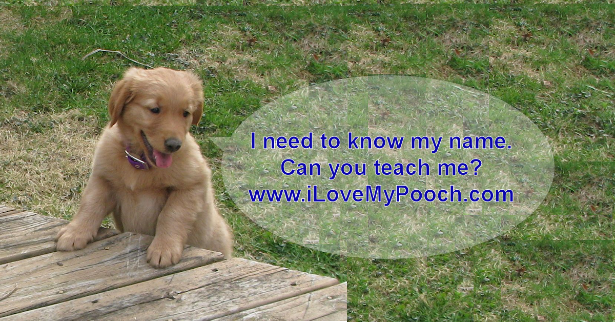 Do Dogs Know Their Name How To Teach Them