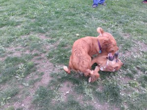 Pups wrestling at Riverbend park.