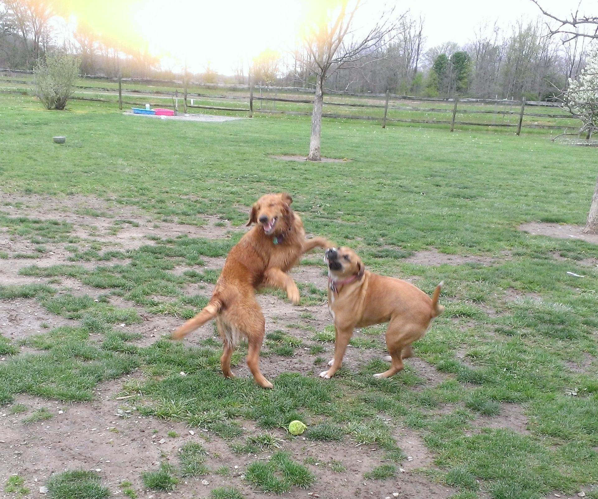 dog park in Riverbend park Hancock Co., Ohio