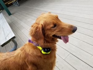 review of training collars