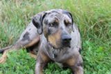 Catahoula Leopard dog Christmas cards