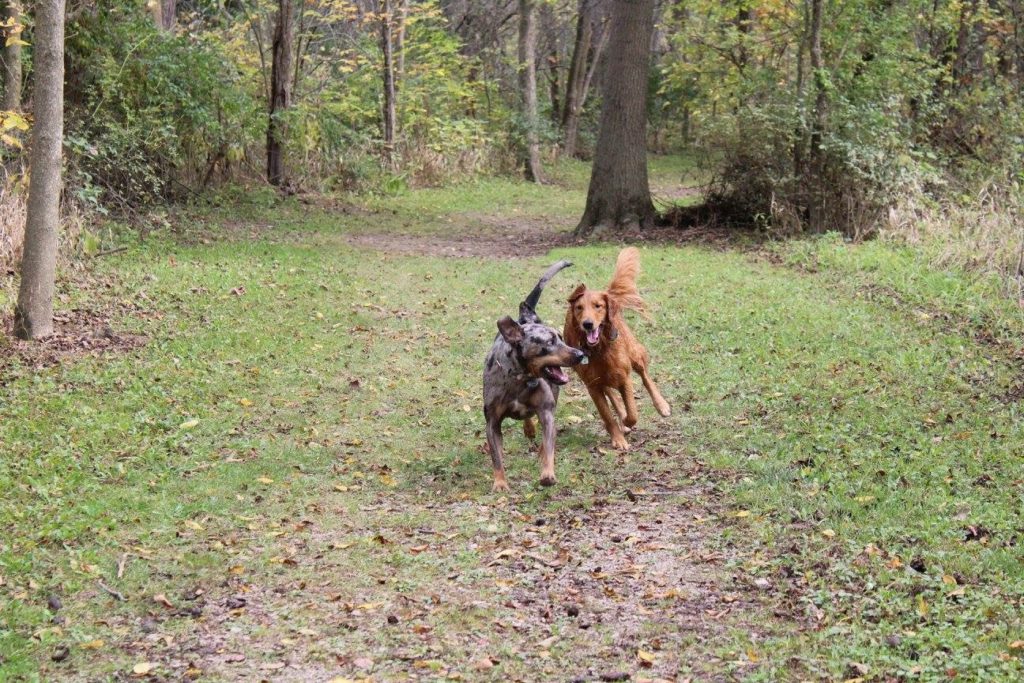 Nola and Jupiter running the trail.