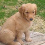 Golden Retiever puppy