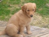 Golden Retiever puppy