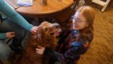 Golden Retrieve rNola with sistersB ethany and Olivia