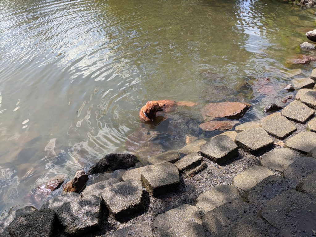 Nola swimming in Marymoor Dog Park