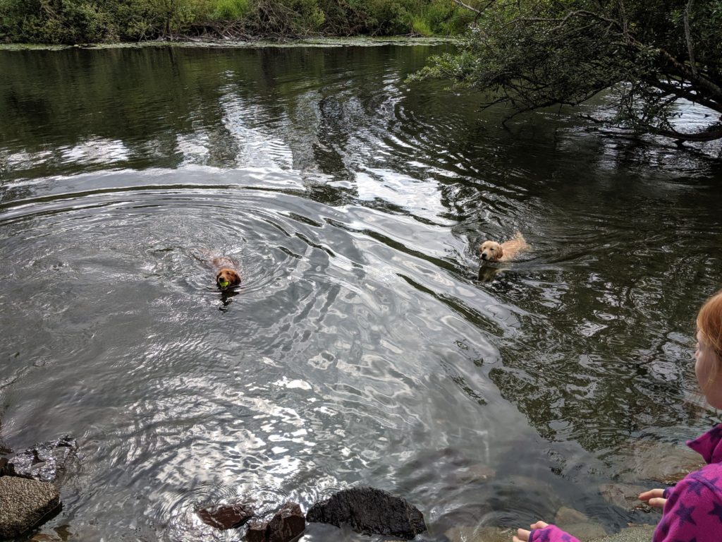 Nola Enjoys Water Anywhere. Marymoor dog park in Redmond, WA