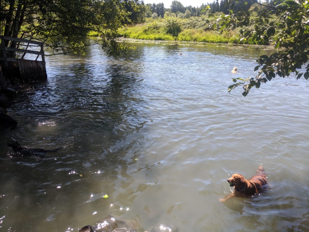 Nola swimming in Marymoor Dog Park