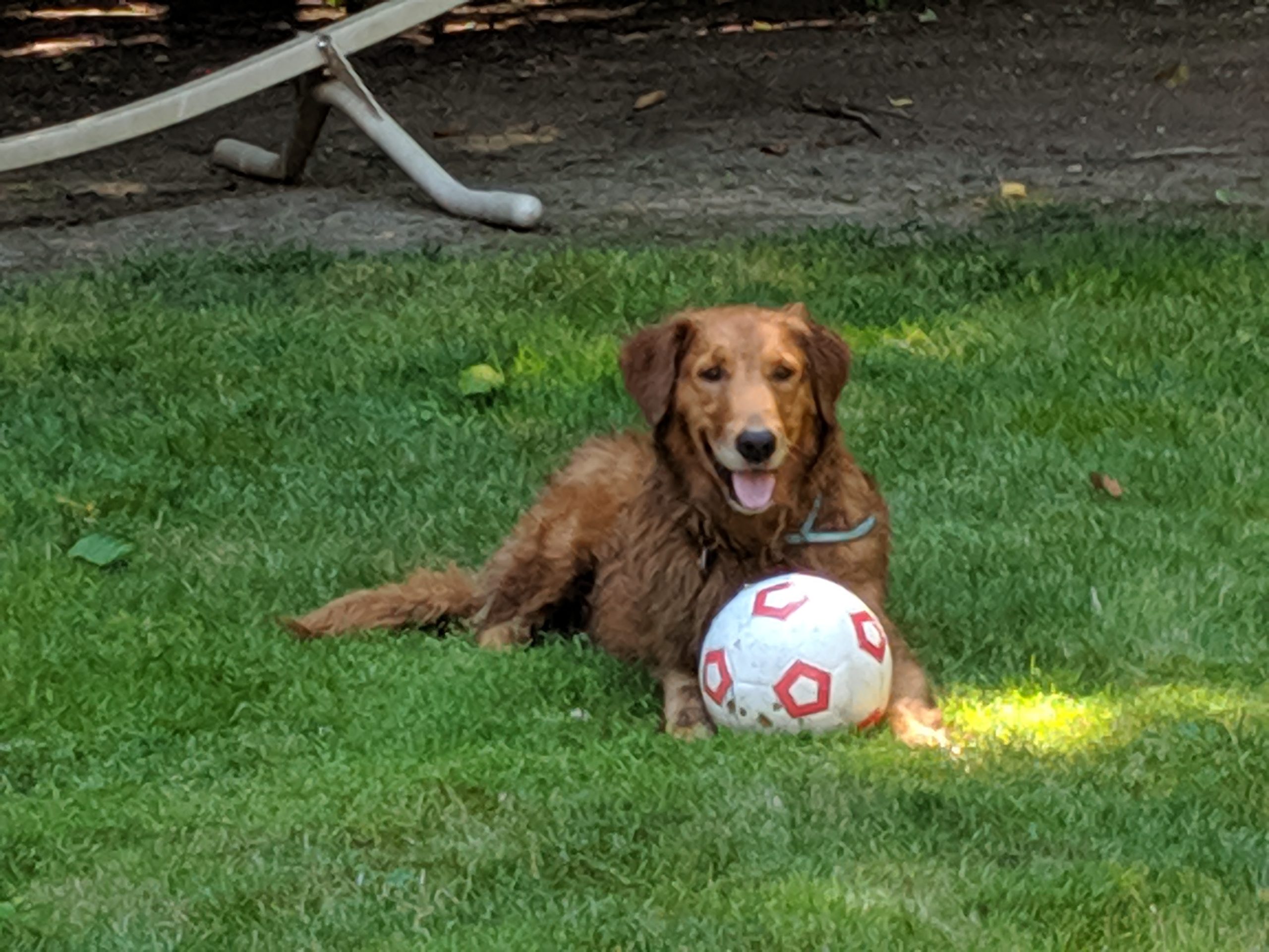 Nola enjoys a dog toy