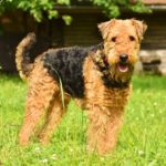 Airedale Terrier Christmas Cards