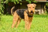 Airedale Terrier Christmas Cards