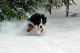 Bernese Mountain Dog