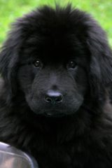 Newfoundland puppy