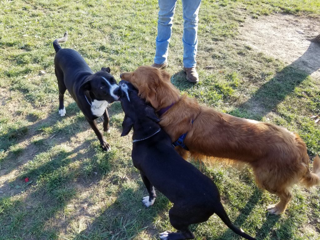 Treats for Doggie's Sensitive Stomach