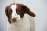 Soringer Spaniel