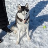 Sterling Siberian Husky