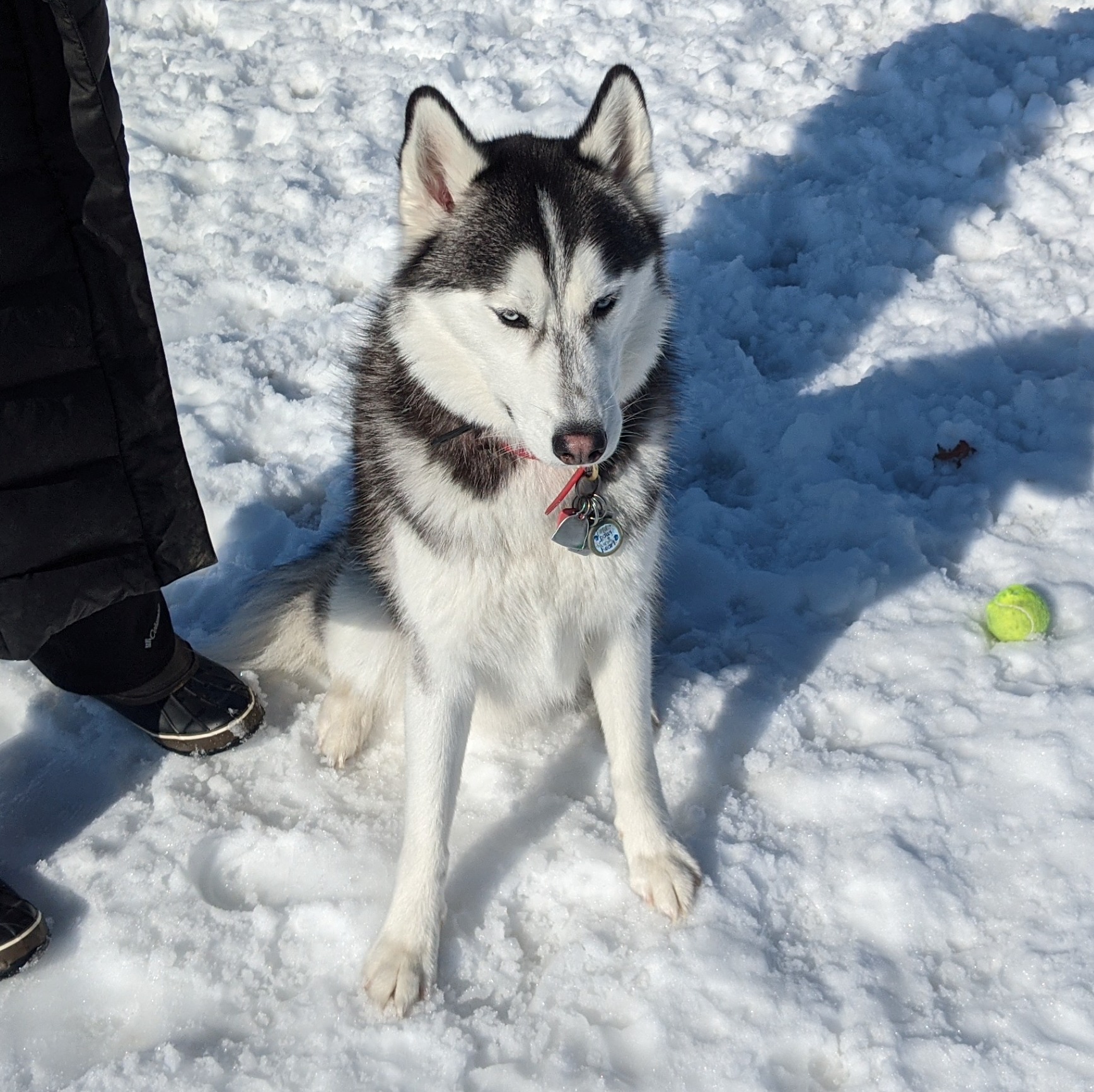 Sterling Siberian Husky