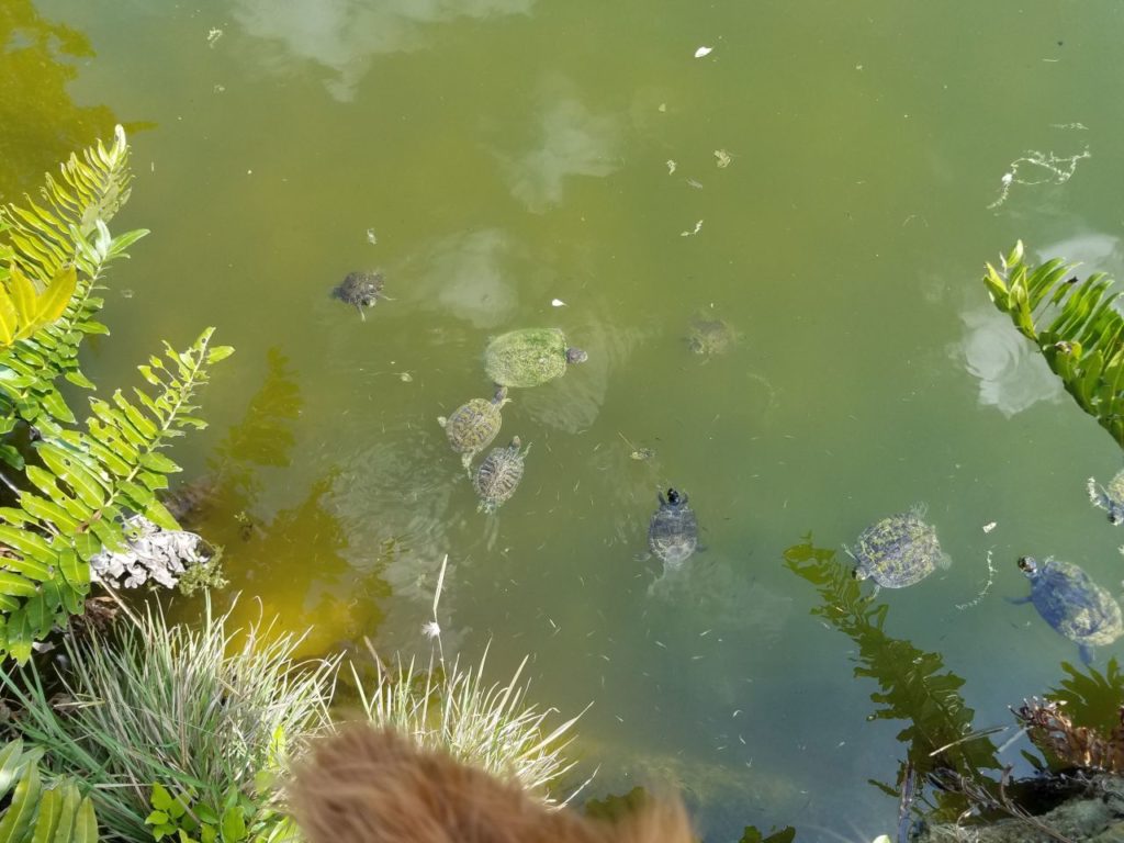 The Turtles At The Botanical Garden