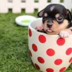 Chihuahua in a tea cup