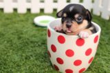 Chihuahua in a tea cup