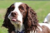 English Springer Spaniel