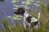 German Shorthaired Pointer