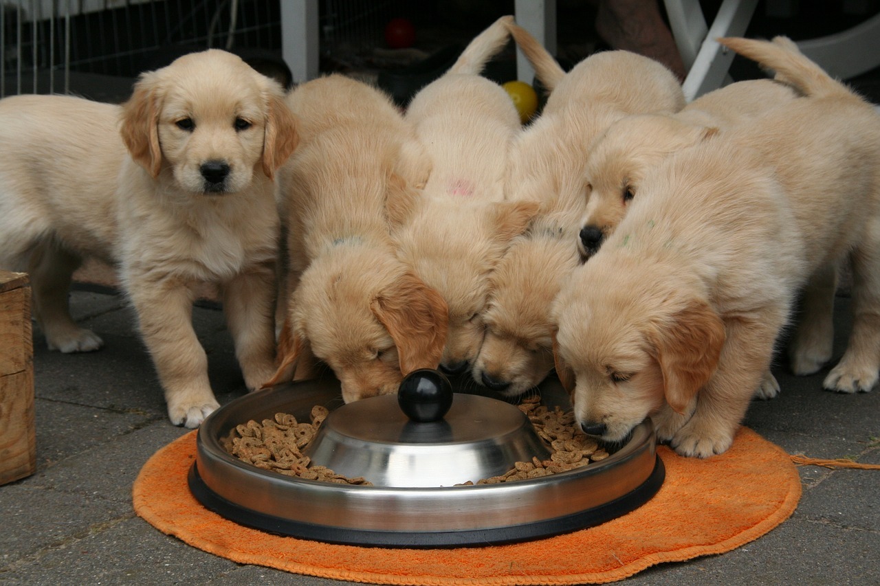 Golden Retriever's eating