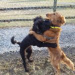 Golden Retriever Nola wrestling a Doodle