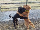 Golden Retriever Nola wrestling a Doodle