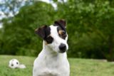 Jack Russell Terrier