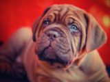 Mastiff