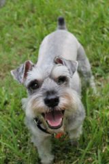 Miniature Schnauzer