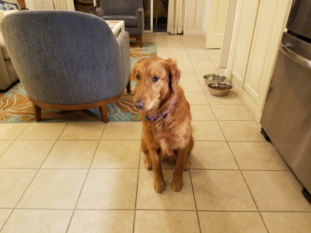 Nola Arrives At Our Condo