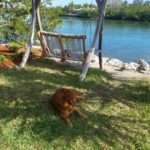 Nola Enjoying Key West Shade