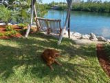 Nola Enjoying Key West Shade