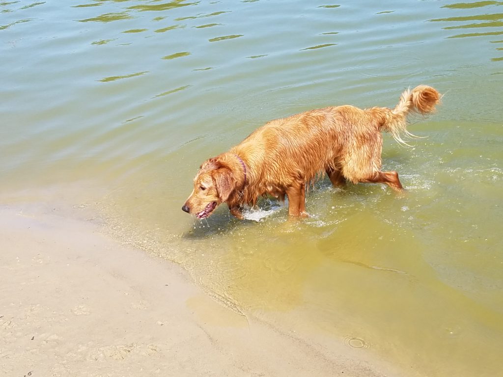Nola Swimming At Bow Wow Dog Beach
