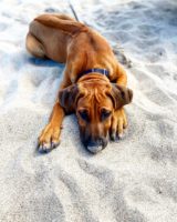 Dog Washing Frequency-Rhodesian Ridgeback