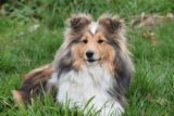 Shetland Sheepdog or Sheltie allergies