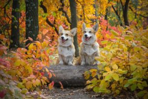 Welsh Corgis Christmas Cards Boxed Sets