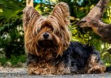 Yorkshire Terrier