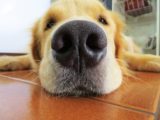 Cute dog with a dog crate that looks like furniture