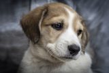 Cute pooch for crate training